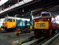 Large Logo Blue 50035 and Maroon D1015
